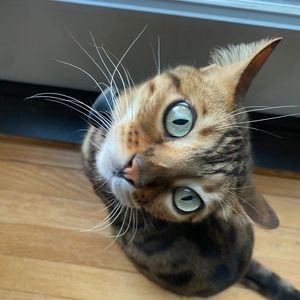 Meet your Posher, Bear